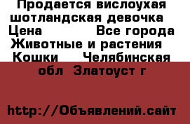 Продается вислоухая шотландская девочка › Цена ­ 8 500 - Все города Животные и растения » Кошки   . Челябинская обл.,Златоуст г.